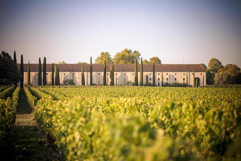 Les vignes du Chateau Clarke